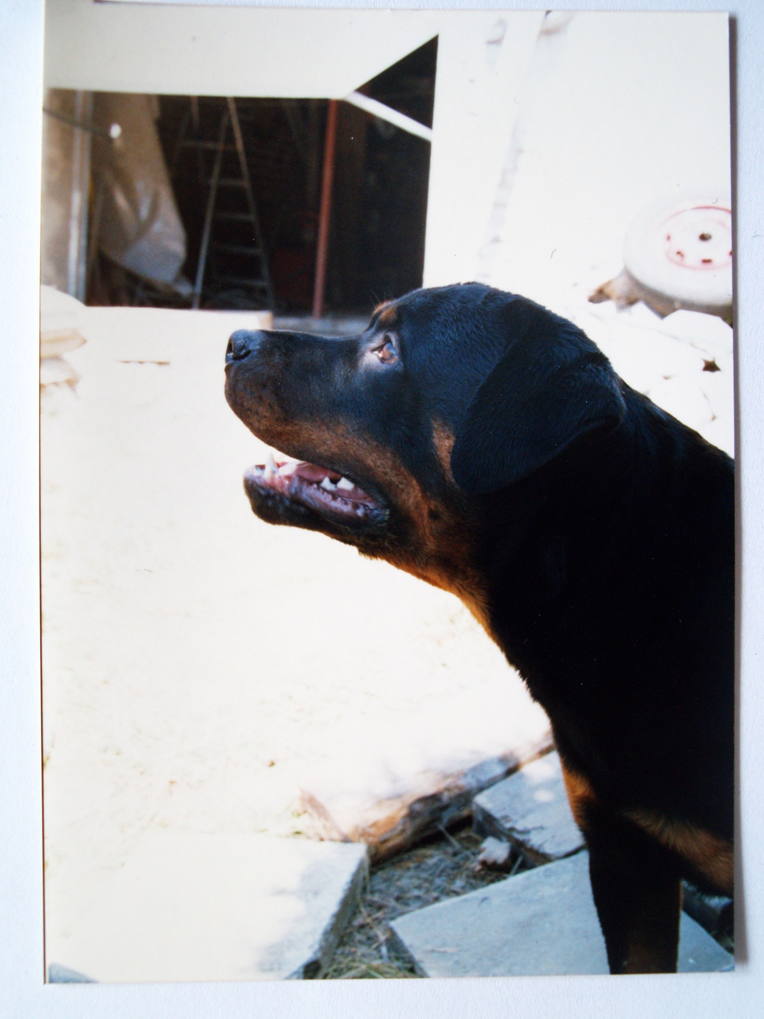 OLYMPUS DIGITAL CAMERA